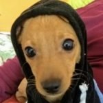 Imagen de perfil